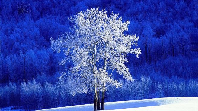 Source: freehdw.com/wallpaper/ beautiful-tree-in-winter-53903.html
